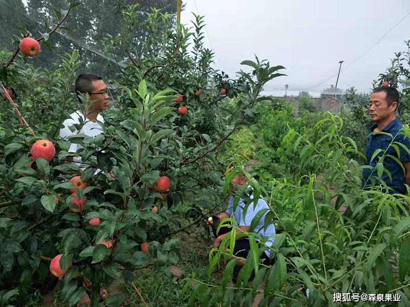 关于苹果种植新闻稿件简短范文的信息-第2张图片-太平洋在线下载