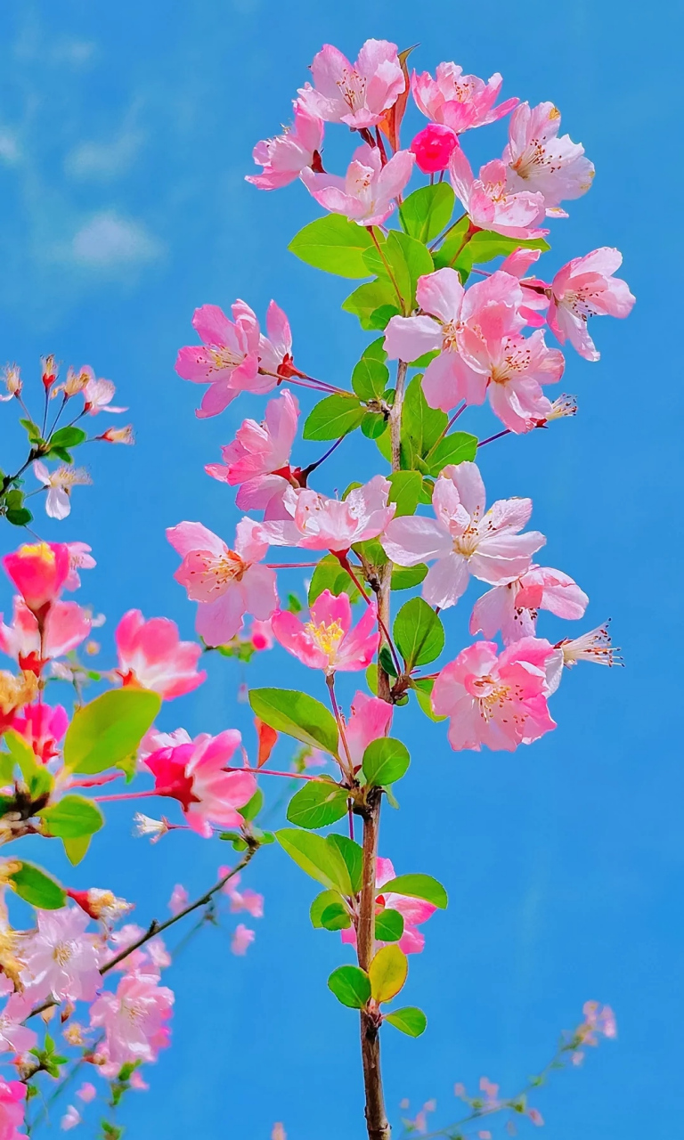 苹果15樱花版粉色苹果15plus粉色